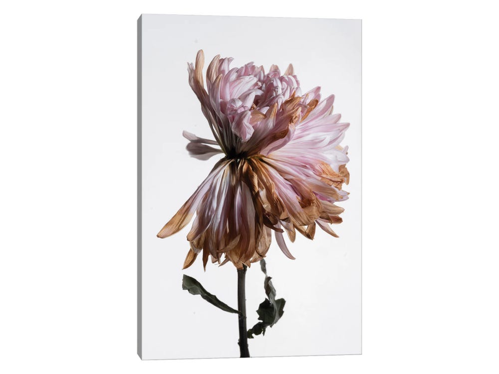 Give wilting blooms new life by turning them into the prettiest pressed  flower wall art