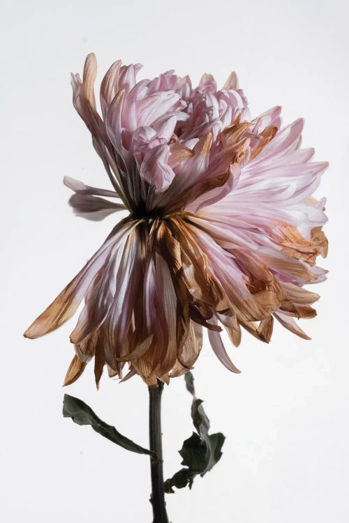 A Wilted Chrysanthemum