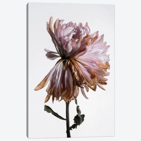A Wilted Chrysanthemum Canvas Print #NSZ78} by Nailia Schwarz Canvas Art