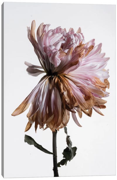 A Wilted Chrysanthemum Canvas Art Print - Nailia Schwarz
