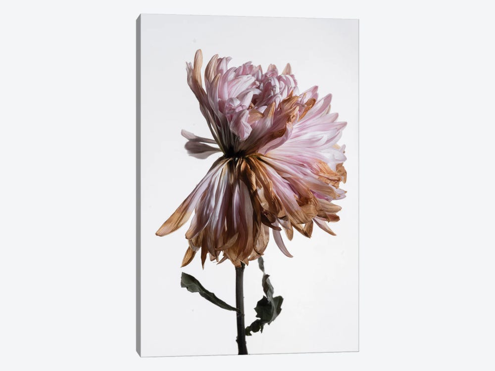 A Wilted Chrysanthemum by Nailia Schwarz 1-piece Canvas Art Print