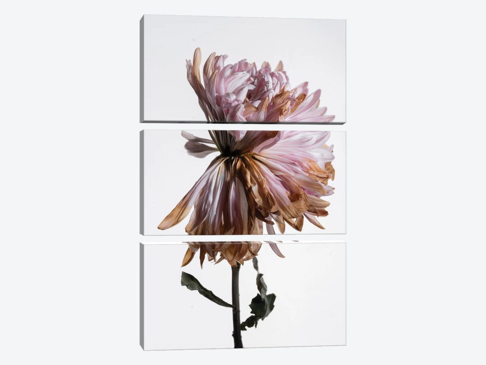 A Wilted Chrysanthemum by Nailia Schwarz 3-piece Canvas Art Print
