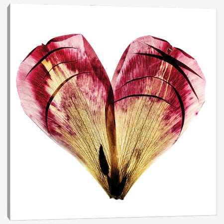 Tulip Heart Canvas Print #NSZ83} by Nailia Schwarz Canvas Art Print