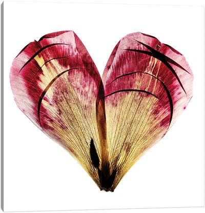 Tulip Heart Canvas Art Print - Nailia Schwarz