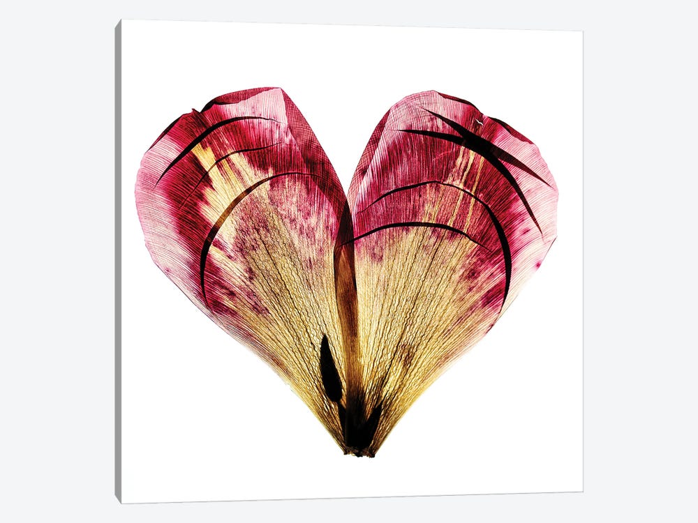 Tulip Heart by Nailia Schwarz 1-piece Canvas Art Print