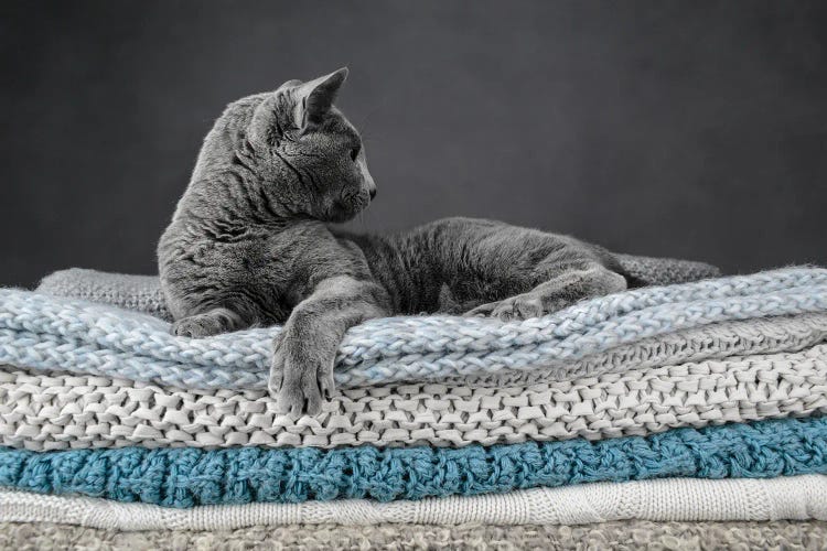 Elegant Russian Blue Cat