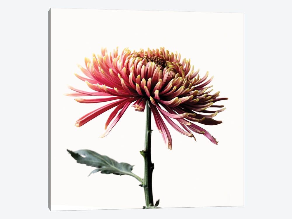 Chrysanthemum Flower by Nailia Schwarz 1-piece Art Print