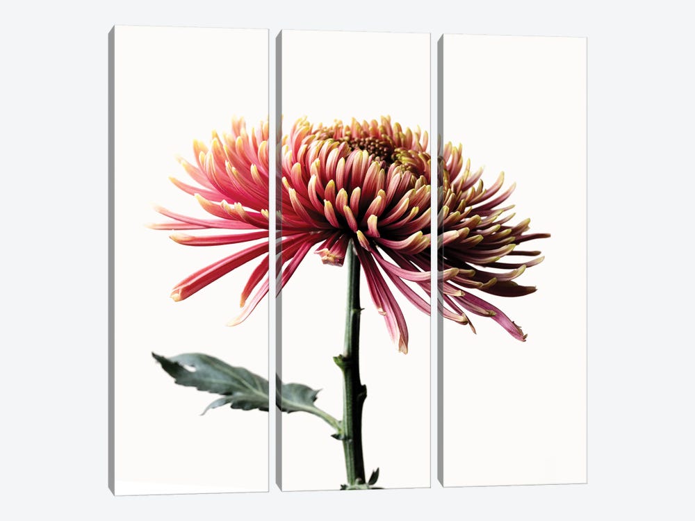 Chrysanthemum Flower by Nailia Schwarz 3-piece Canvas Print
