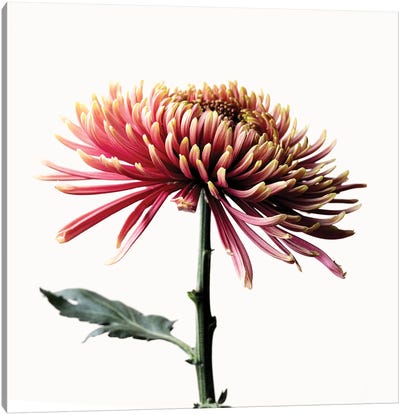 Chrysanthemum Flower Canvas Art Print - Nailia Schwarz