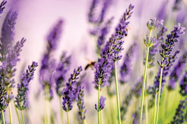 Lavender Field