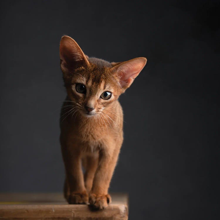 Abyssinian Kitty