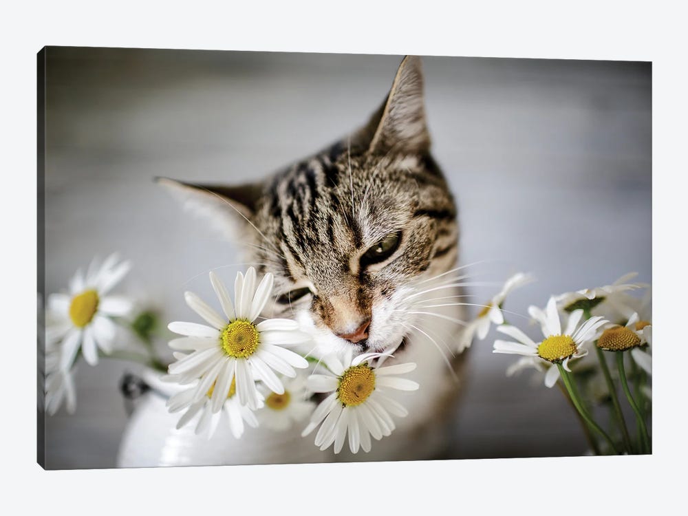 The Cat And Daisies by Nailia Schwarz 1-piece Canvas Wall Art