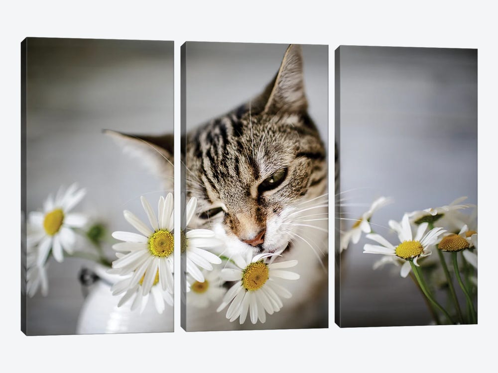 The Cat And Daisies by Nailia Schwarz 3-piece Canvas Artwork