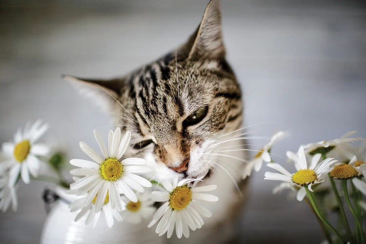 The Cat And Daisies