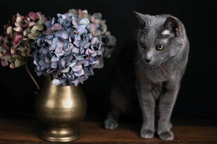 Still Life With A Cat And Hydrangea