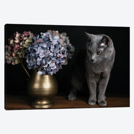 Still Life With A Cat And Hydrangea Canvas Print #NSZ97} by Nailia Schwarz Canvas Print