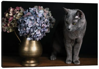 Still Life With A Cat And Hydrangea Canvas Art Print - Hydrangea Art
