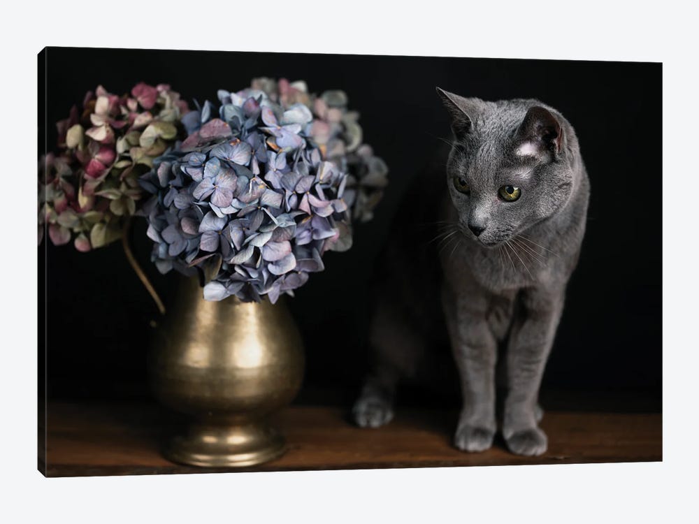 Still Life With A Cat And Hydrangea by Nailia Schwarz 1-piece Canvas Wall Art