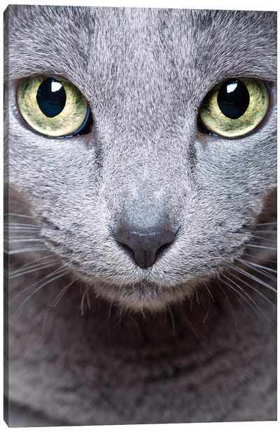 Russian Blue Cat, Close Up Portrait Canvas Art Print