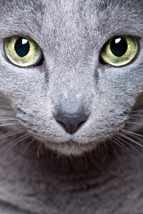 Russian Blue Cat, Close Up Portrait