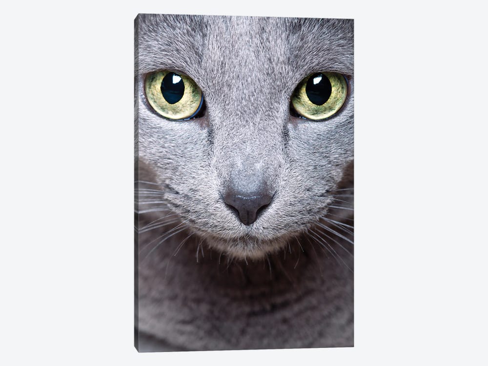 Russian Blue Cat, Close Up Portrait by Nailia Schwarz 1-piece Canvas Art Print