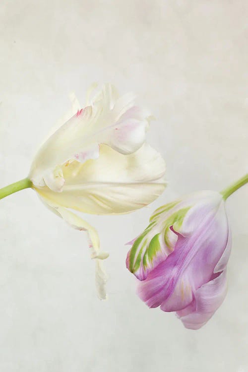 White And Purple Tulips