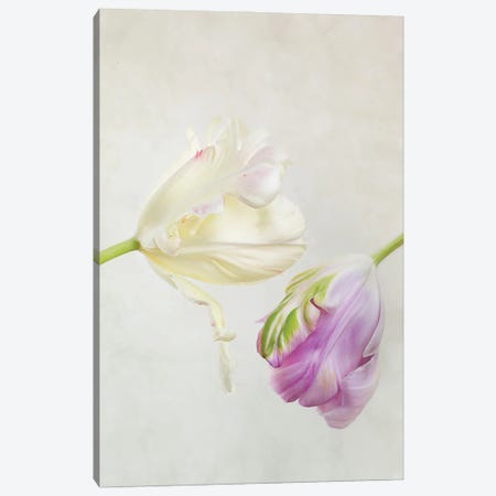 White And Purple Tulips Canvas Print #NSZ99} by Nailia Schwarz Canvas Art