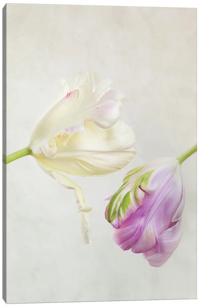 White And Purple Tulips Canvas Art Print - Nailia Schwarz
