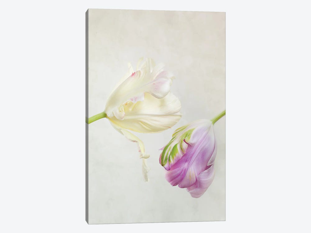 White And Purple Tulips by Nailia Schwarz 1-piece Canvas Wall Art