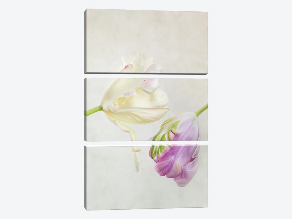 White And Purple Tulips by Nailia Schwarz 3-piece Canvas Wall Art