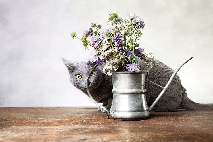 Still Life With Russian Blue Cat