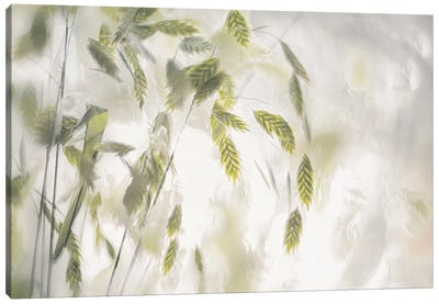 Grass Blades Canvas Art Print