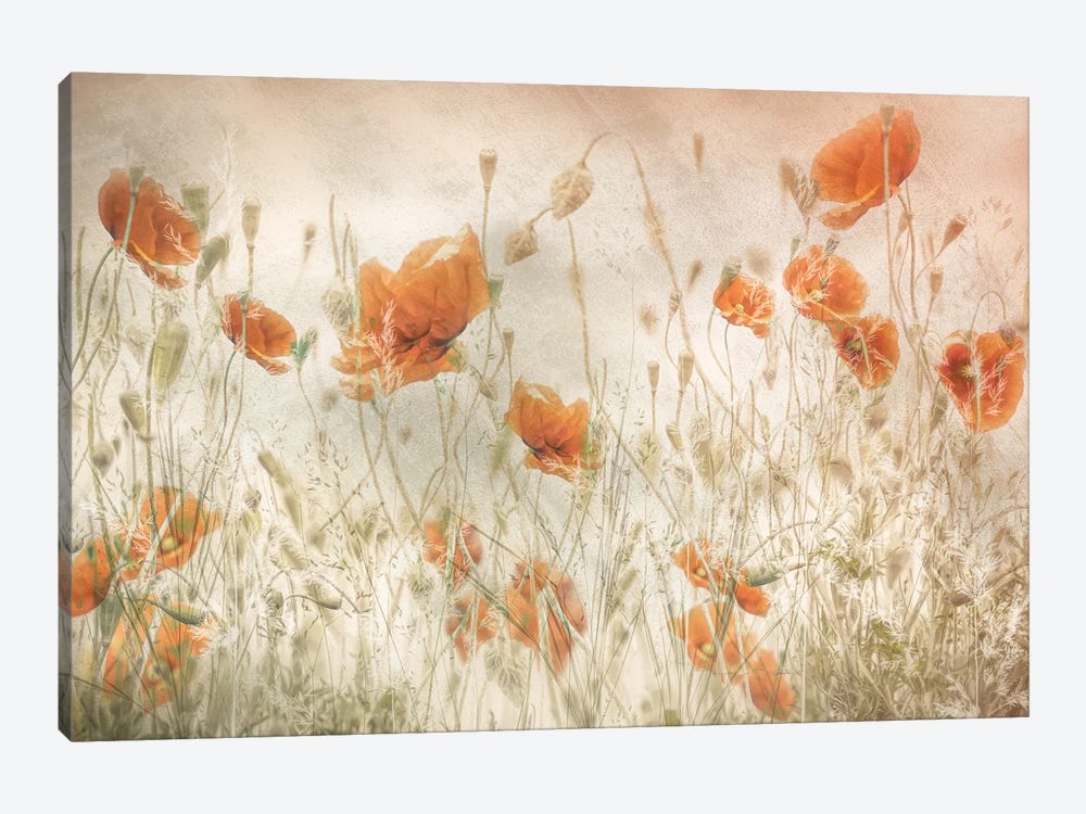 Poppies In The Field by Nel Talen 1-piece Canvas Art Print