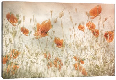Poppies In The Field Canvas Art Print - 1x Scenic Photography