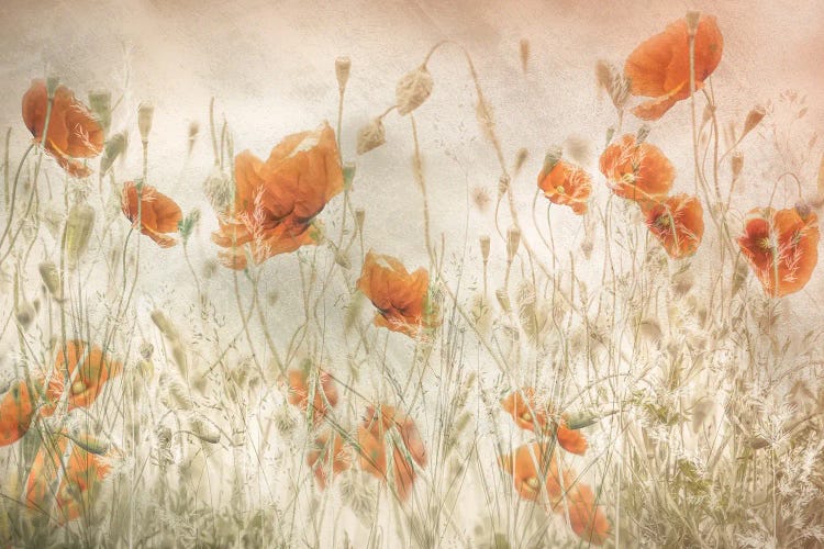 Poppies In The Field