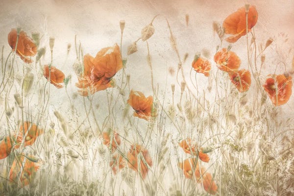 Poppies: Poppies In The Field by Nel Talen