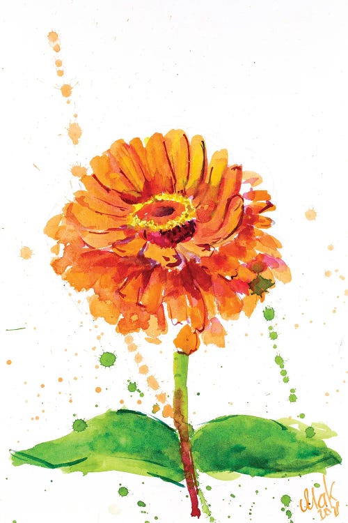 Orange Zinnia