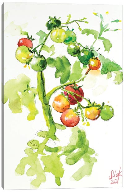 Tomatoes On A Branch Canvas Art Print