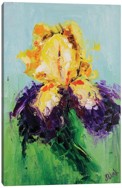 Bicolor Iris Canvas Art Print - Nataly Mak