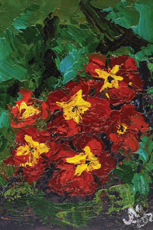 Red Primula