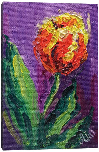 Orange Tulip Canvas Art Print - Tulip Art