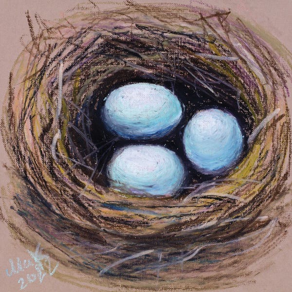 Robin Eggs Bird Nest