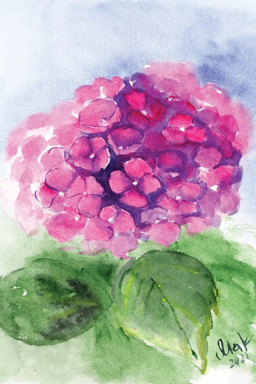 Pink Hydrangea