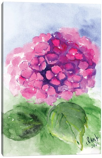 Pink Hydrangea Canvas Art Print - Nataly Mak