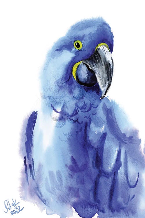 Blue Parrot