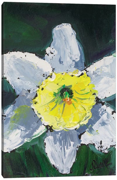 Daffodil Canvas Art Print - Daffodil Art