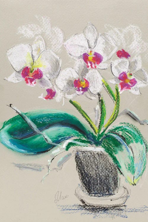 Orchid Flowers In Vase