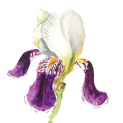 Iris Flower Watercolor by Nataly Mak framed wall art