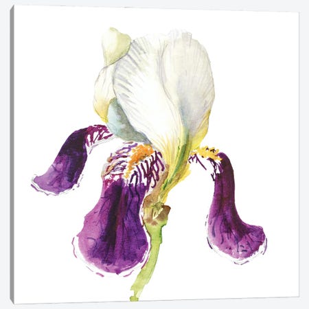 Iris Flower Watercolor Canvas Print #NTM364} by Nataly Mak Canvas Artwork