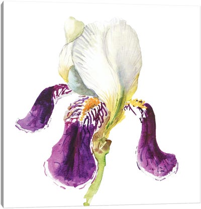 Iris Flower Watercolor Canvas Art Print - Iris Art